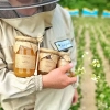 bean-honeys-straight-from-the-apiary