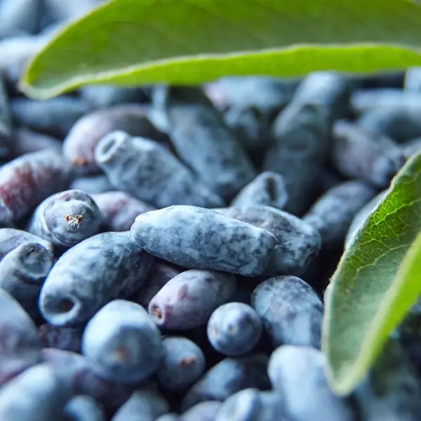 jagoda-kamczacka-owoce-dzem