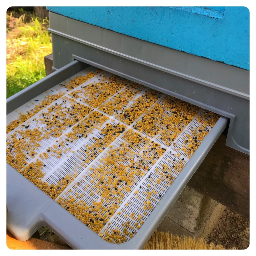 Pollen-Collection-Roztocze-Treasures-Apiary