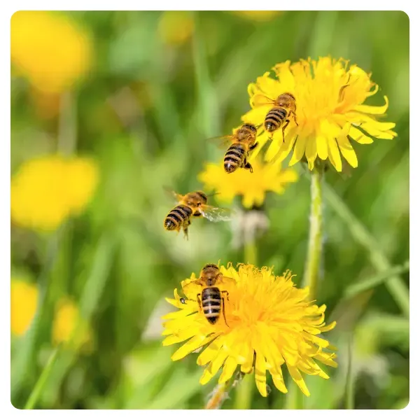 Löwenzahn-Honigbienen