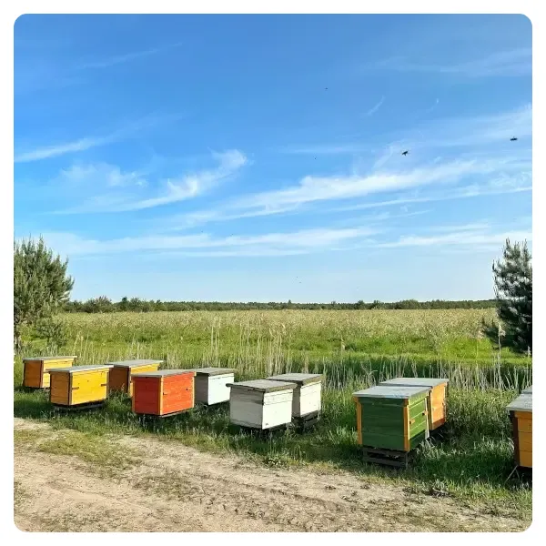 apiary-on-a-blueberry-plantation-blueberry-honey