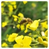 Bienen-Imkerei-Raps