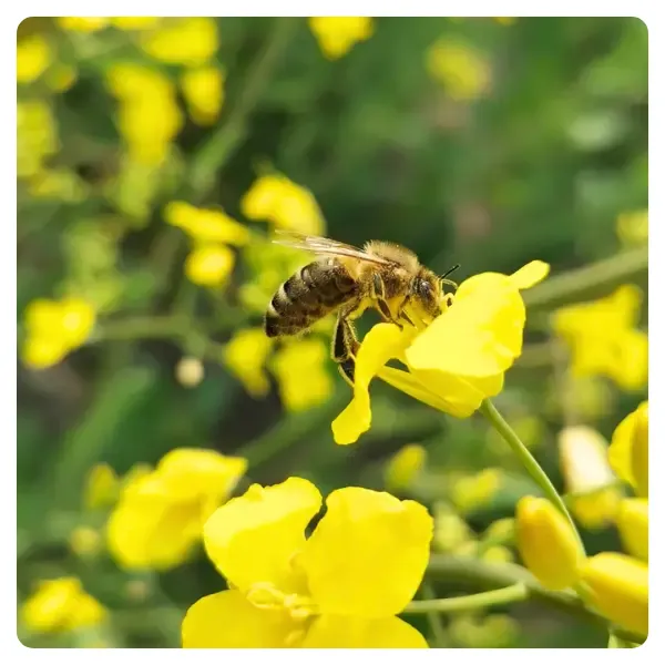 bee-apiary-rapeseed