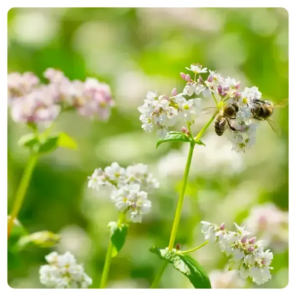 buckwheat-honey-buckwheat-flower