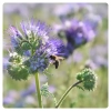 Phacelia-Honig-positiv