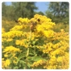 goldenrod-flower-goldenrod-honey-pollen