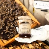 miel de miellat de conifères 370g skarby roztocza rayon de miel abeilles