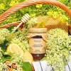 treasures of roztocze elderflower syrup
