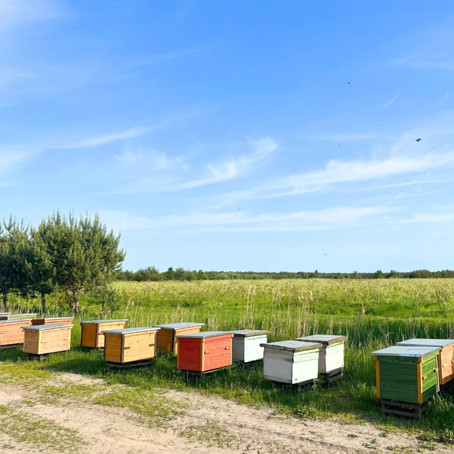 miel de bleuet d'une plantation de bleuets
