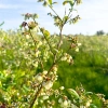 miel de myrtille d'une plantation de bleuets skarby roztocza miels