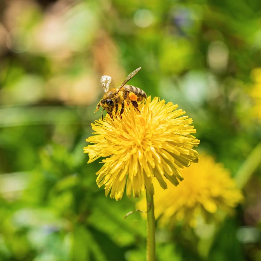 miel de pissenlit skarby roztocza abeilles pissenlit