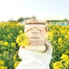 miod-rzepakowy-sredni-skarby-roztocza-pasieka-miody.webp