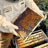 pain d'abeille rucher skarby roztocza cadre