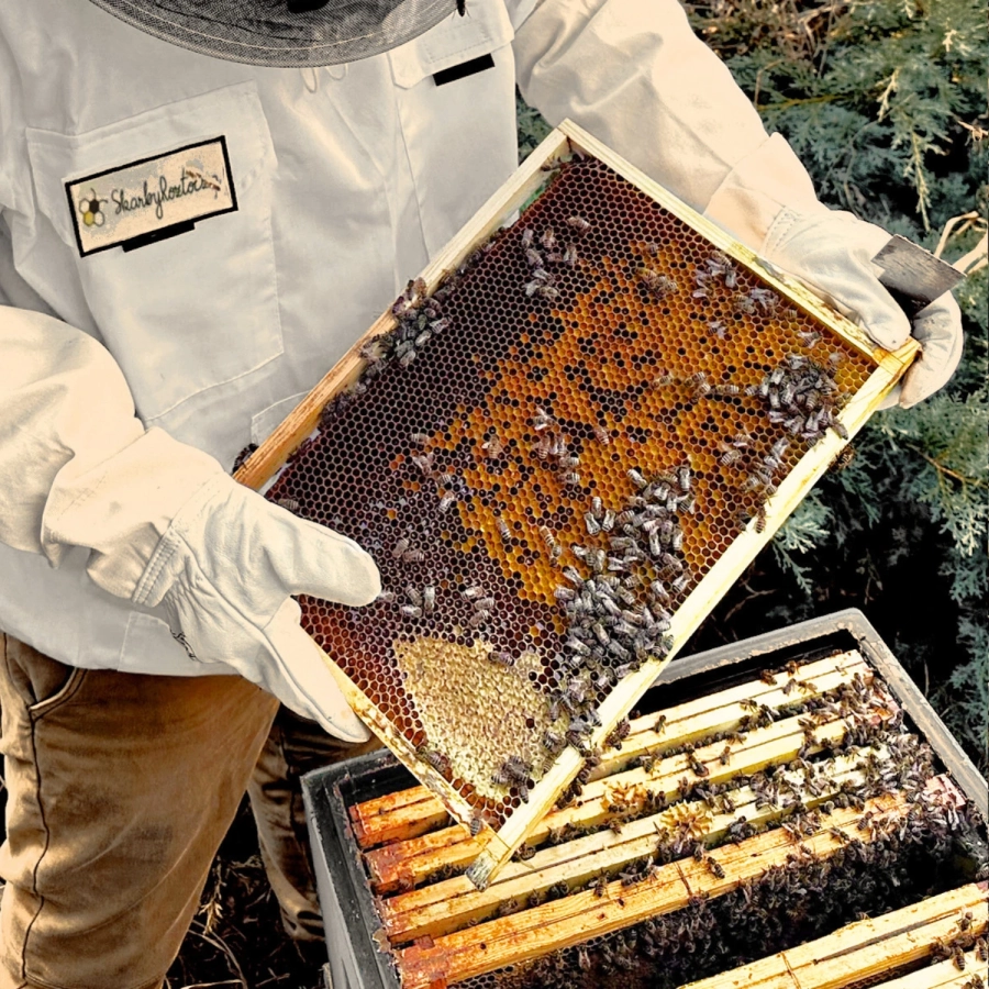 pain d'abeille rucher skarby roztocza cadre