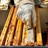 propolis brute ruche cadres