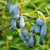 haskap berry on the bush treasures of roztocze