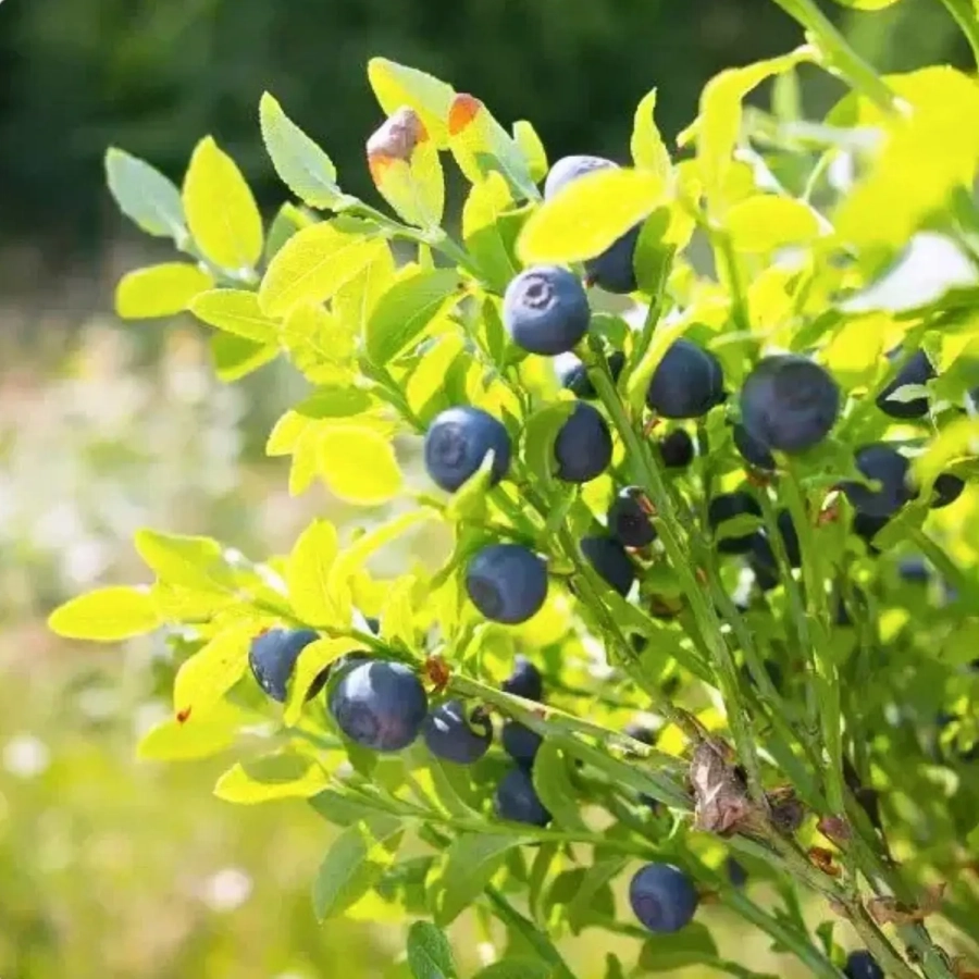 jus de myrtille sauvage 100pourcent